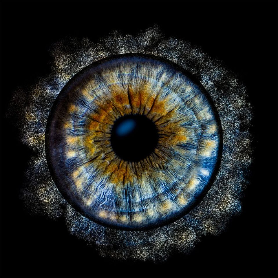 Blau-goldene Iris im Detail