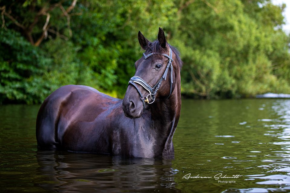 Pferd steht im Wasser