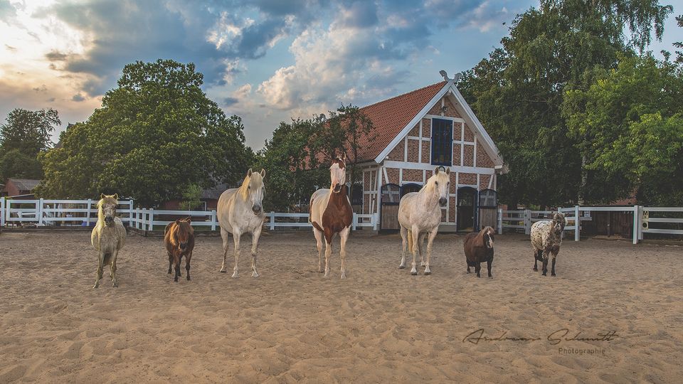 Pferdeherde auf dem Paddock vor einem Hof