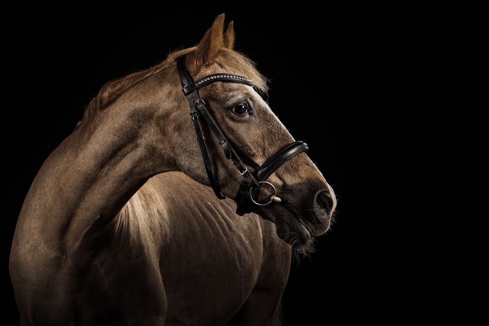 Pferd mit Trense vor Schwarz