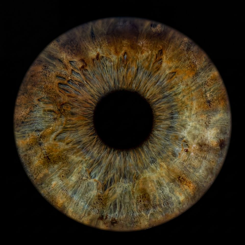 Braun-grüne Iris im Detail