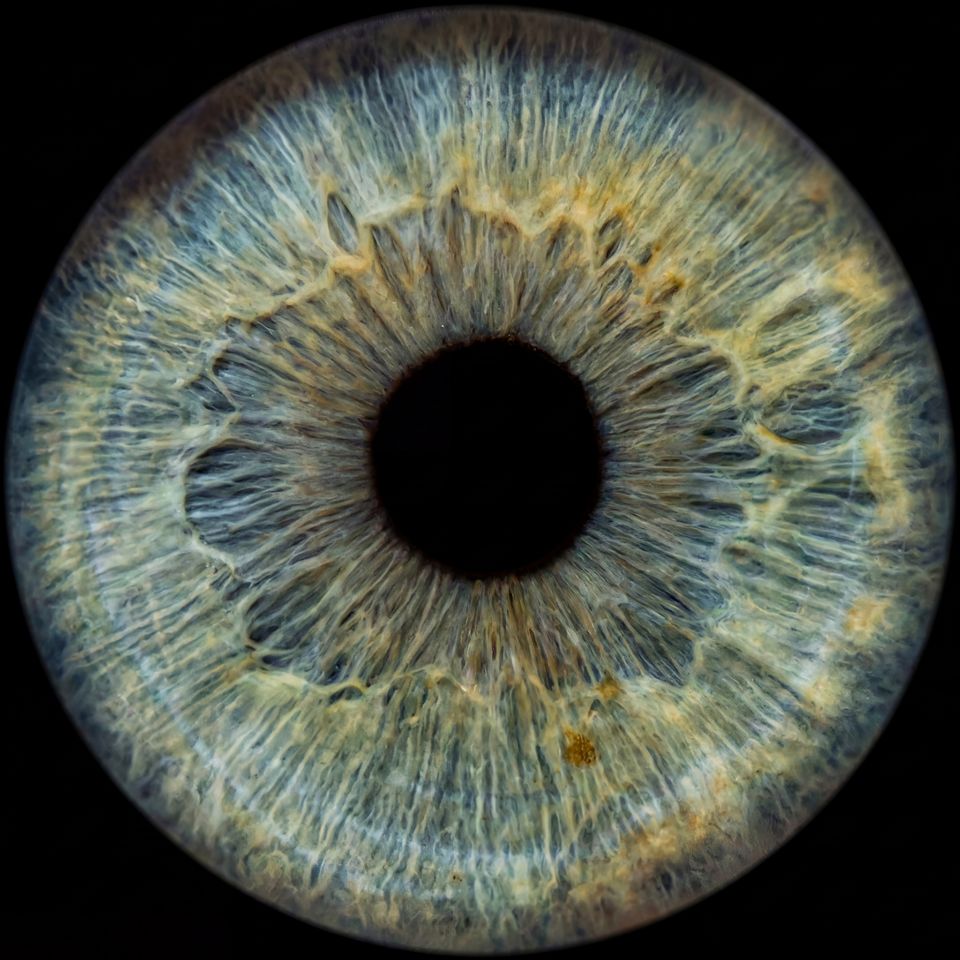 Hellblaue Iris im Detail