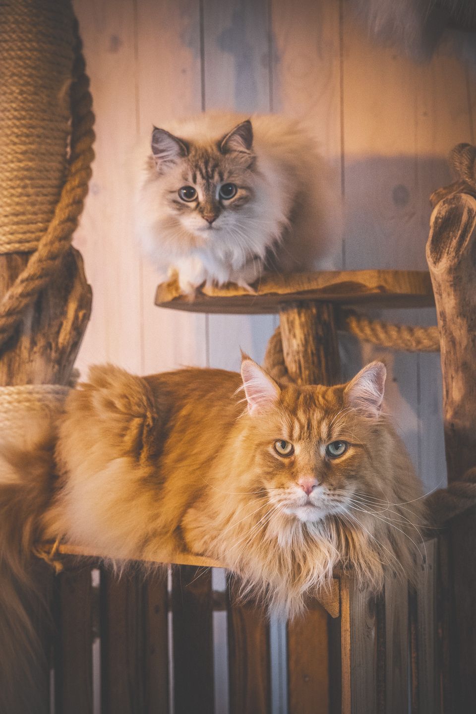 Zwei Maine-Coon-Katzen in einer Holzkulisse